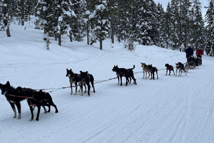 Jackson Hole Iditarod Sled Dog Tours — Jackson, WY
