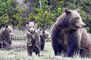 Teton Wilderness Tours 2-day Yellowstone packages