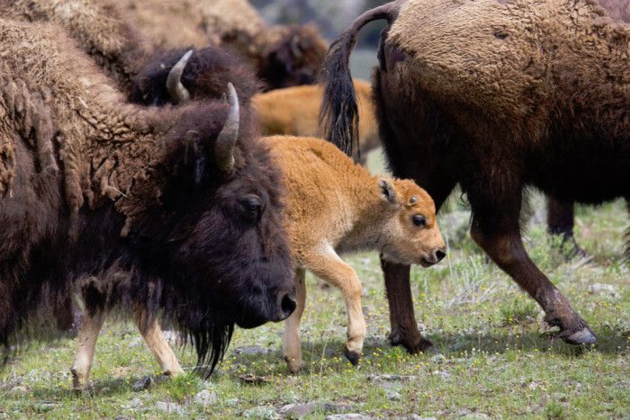 Big Sky Adventures and Tours — Big Sky,, MT