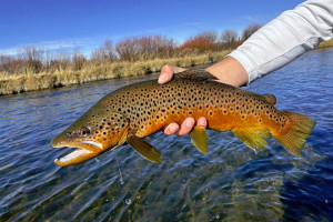 Big Sky Tours | Wade Fishing/Hiking Trips