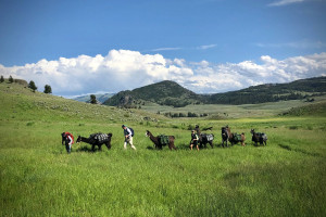 Pioneer Outfitters | Backcountry Pack Trips