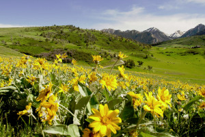 Pioneer Outfitters | Yellowstone hikes & fishing