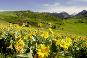 Pioneer Outfitters | Yellowstone hikes & fishing