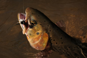 GYFO - Slough Creek Guided Fishing Trips