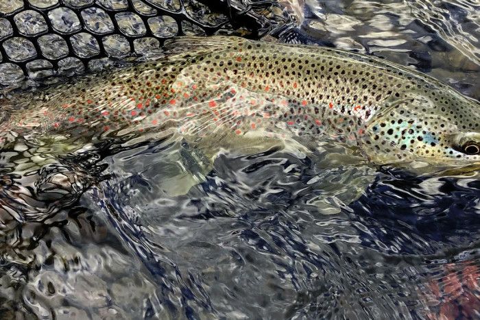 Montana Fly Fishing Guides LLC — Livingston, MT