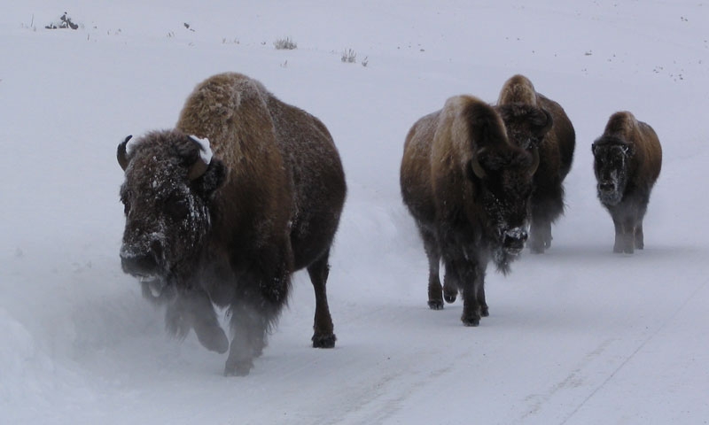 Yellowstone Wildlife Tour