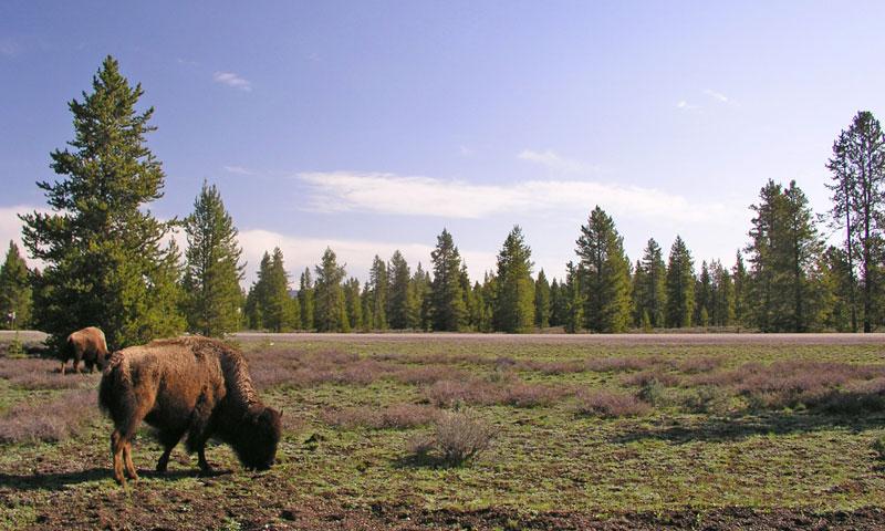 Bison near Slough Creek