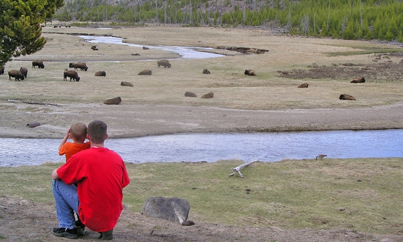 Gibbon River Yellowstone Bison Buffalo Wildlife Kids Family