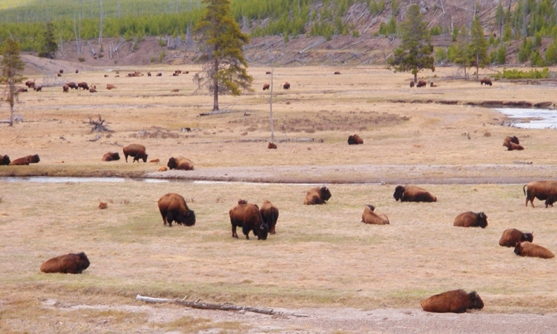 Gibbon River Yellowstone Bison Buffalo Wildlife