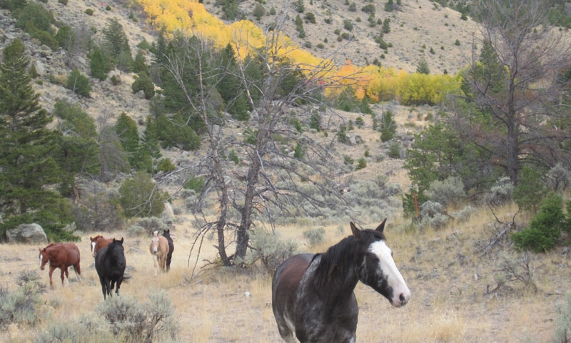 Wild Horses in Paradise Valley