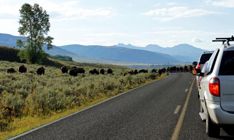 Bison blocking traffic in Lamar Valley