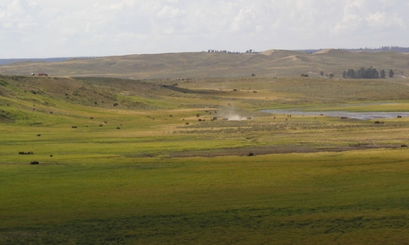 Yellowstone National Park Roosevelt Tower