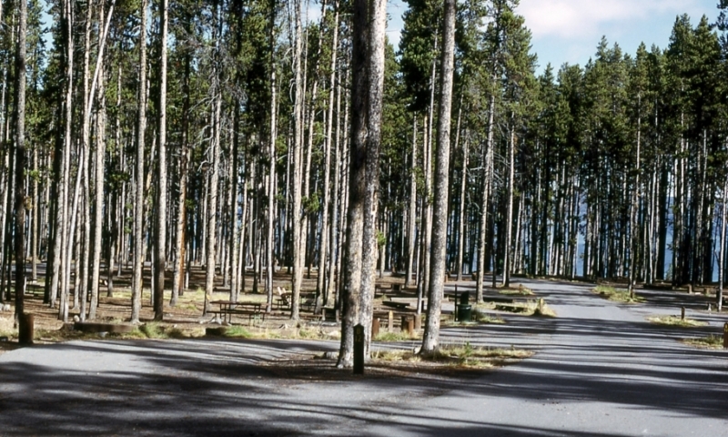 Grant Village Campground Yellowstone