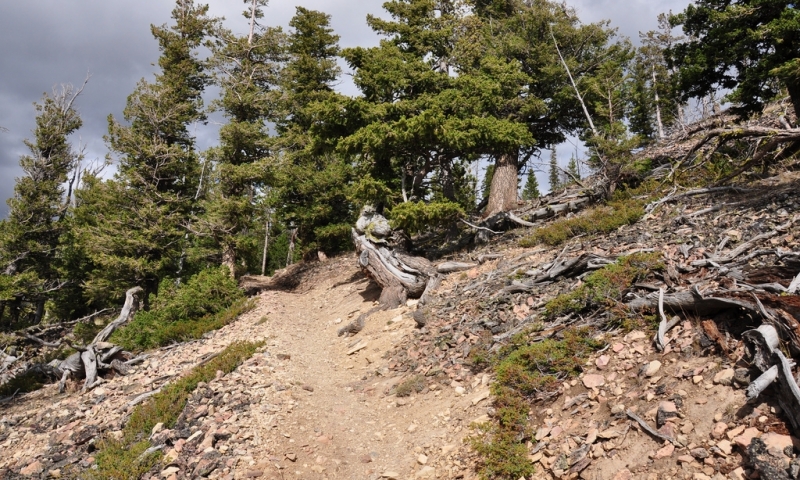 Bunsen Peak Trail near Mammoth Hot Springs in Yellowstone