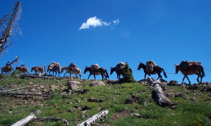 Horse / Llama Pack Trips