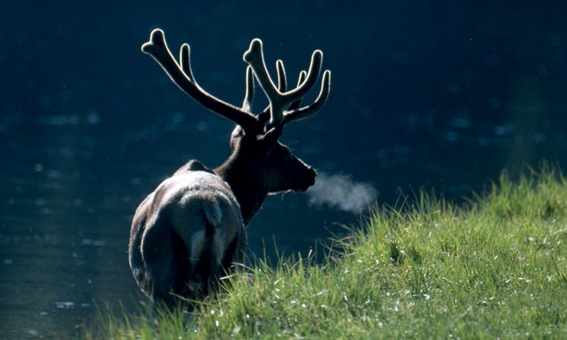 Elk Wildlife