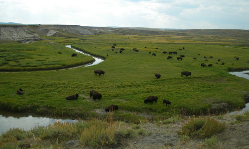 Hayden Valley & Pelican Valley