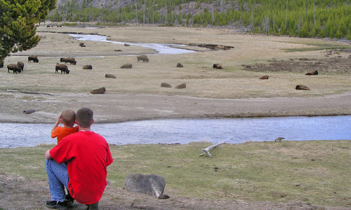 Gibbon River