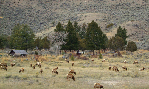 Mammoth Campground