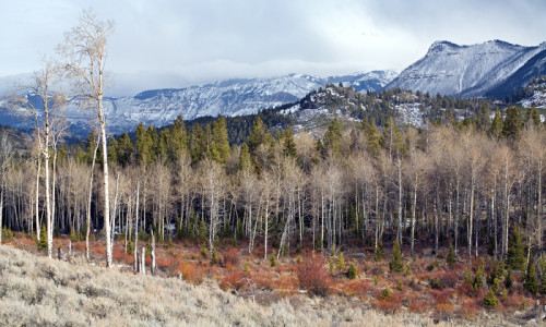 East Yellowstone