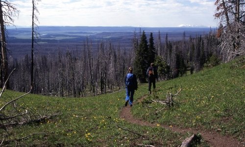 Canyon Village to Norris Geyser Basin