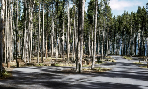 Grant Village Campground